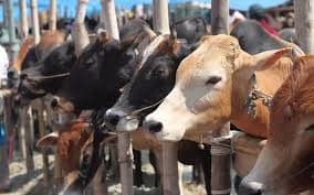 Bengal Cattle Trade Crisis Hits Dairy Economy Ahead of Eid