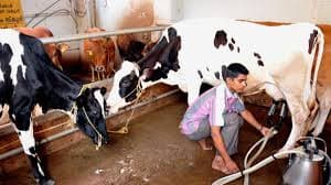 Dairy Farm Operator Held in Oxytocin Case