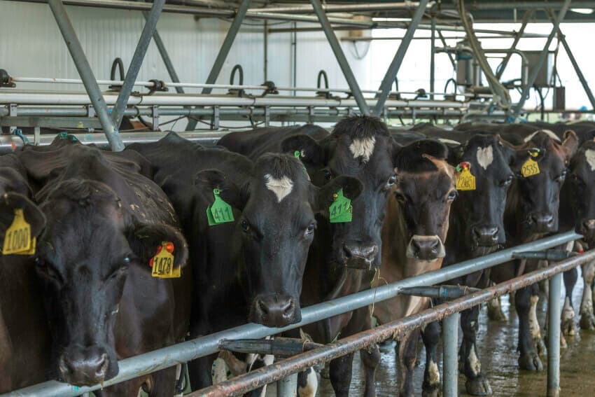 Greenpeace Challenges NZ Dairy Efficiency Claims