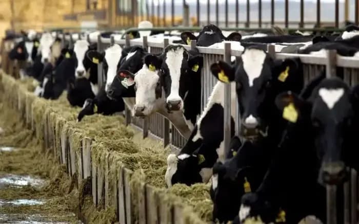 Indonesia Pushes for Dairy Self-Sufficiency