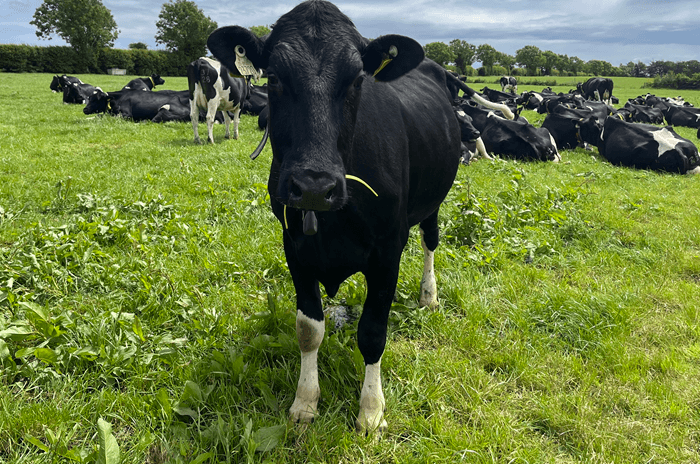 Organic Dairying Gains Attention in Ireland