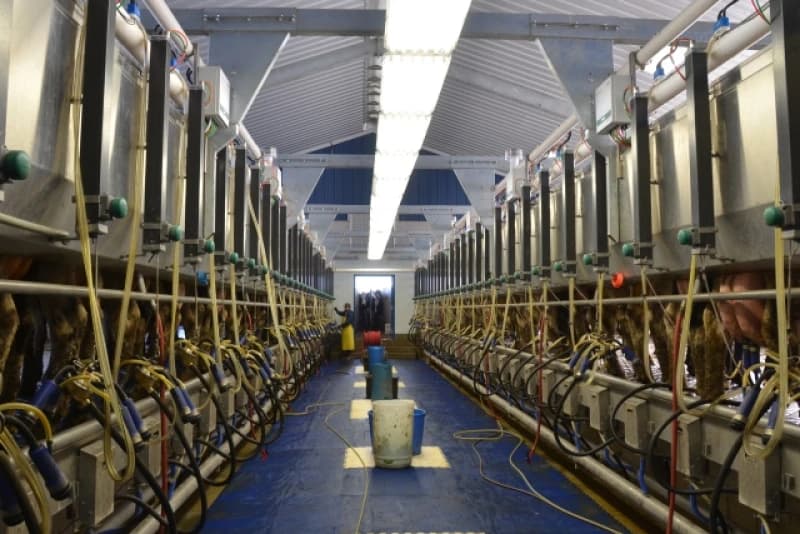Growing Milk Supplies Weigh on Global Dairy Markets