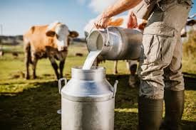 Dairy Cows Could Revolutionize Insulin Production