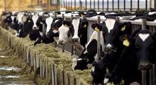 Feed Costs Hit Highest Level Since May 2025