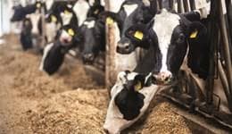 GB Dairy Producer Numbers Continue to Decline