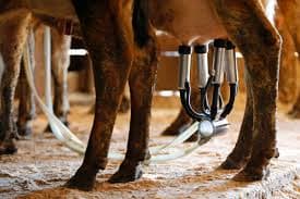 Dairy Farmers Sue Over US Checkoff Program
