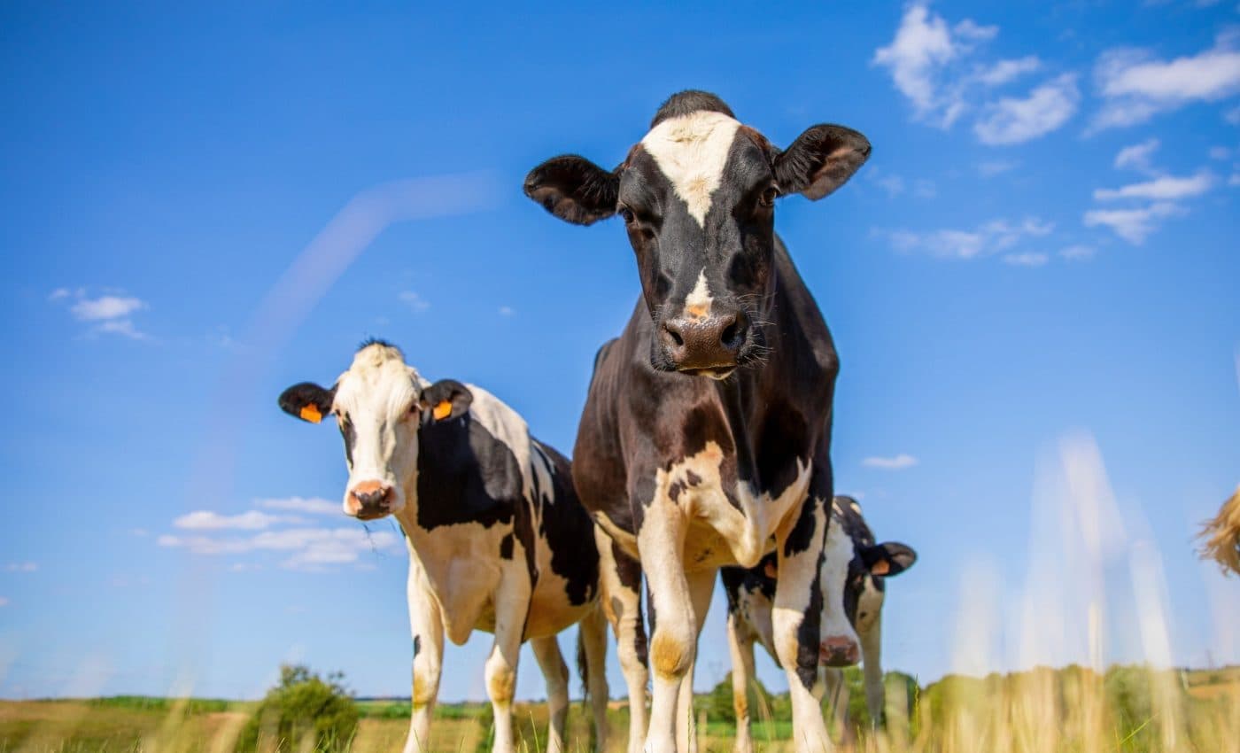 Heat Stress Found to Cut Milk Quality and Yield