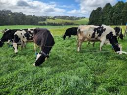 Dairy HIGH2 Finds Way to Cut Nitrogen Use