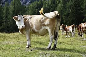  AI Reshapes Dairy Farming with Smarter Decisions