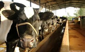 Goa Unveils Scheme to Boost Dairy Coop Infrastructure