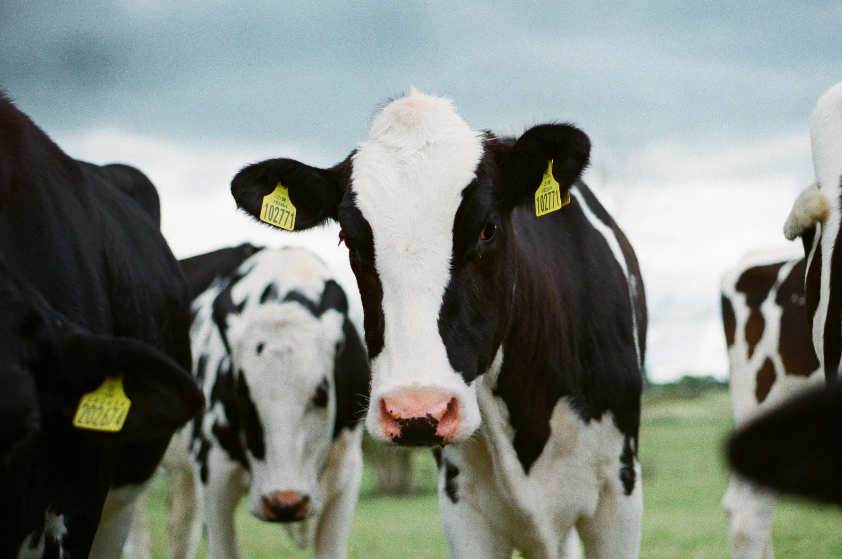India Leads Global Dairy Race in 2025