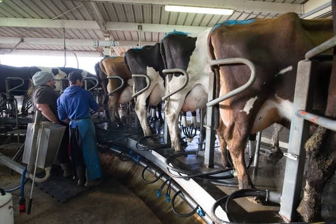 New Zealand Milk Output Reaches Record High