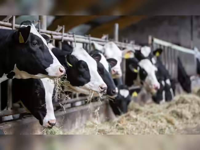 Fuel Surge Pressures Dairy, Poultry Supply Chains