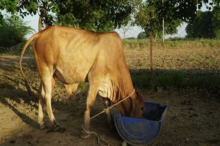 Dairy Sector Highlights Cow Protection Contradictions