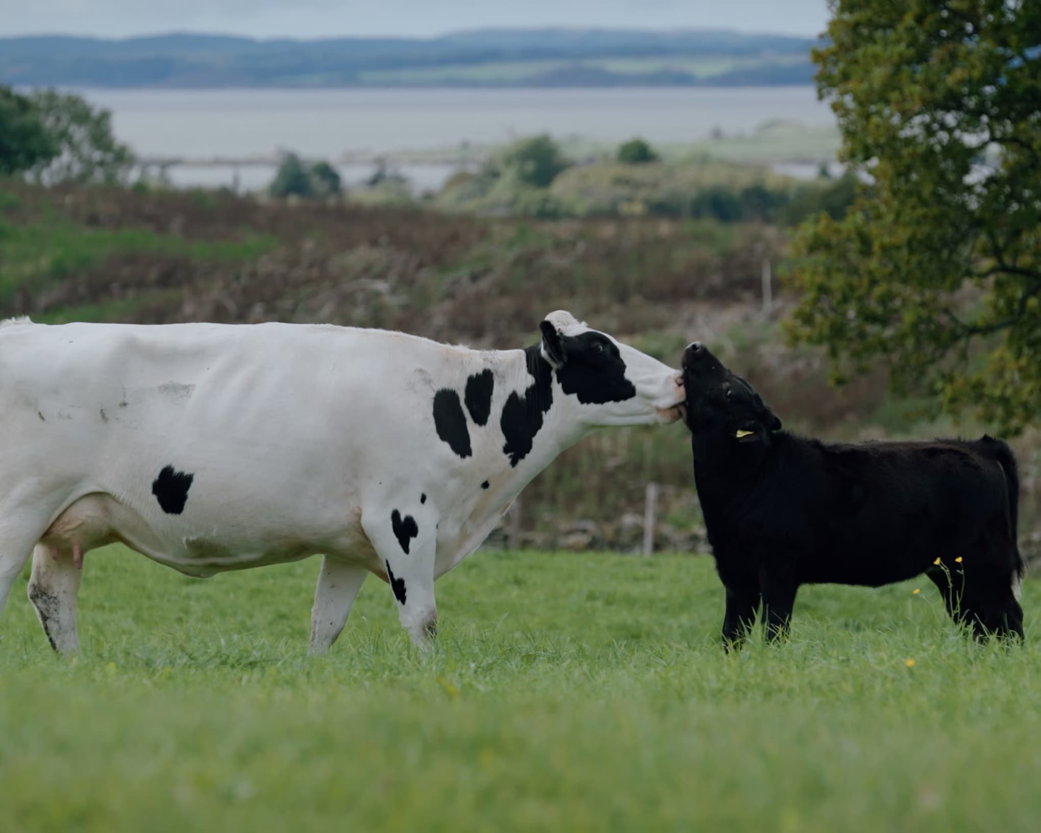 Documentary Explores Ethical Dairy Farming Model