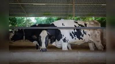 Tripura Becomes Northeast's No. 2 Milk Producer