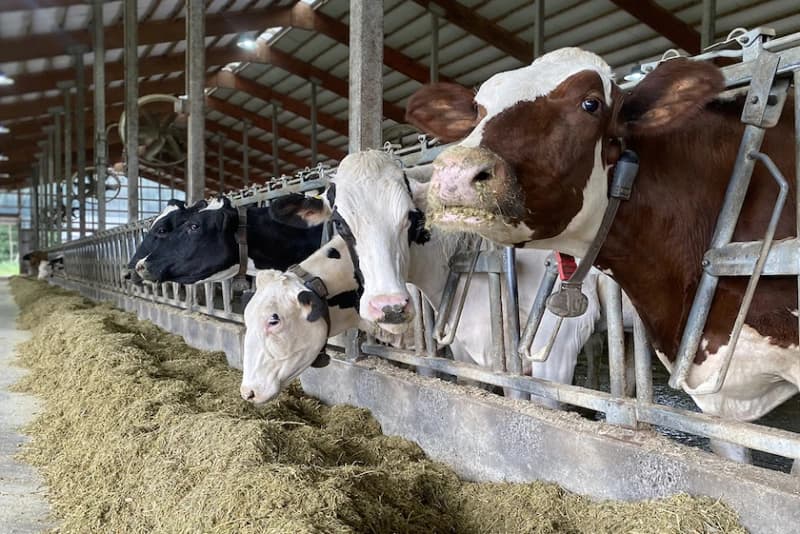 Study Finds Dairy Cows Stay Consistent Methane Emitters