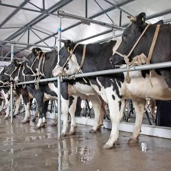 AP Govt Flags Dairy Decline Under Previous Regime