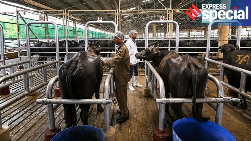 India’s Buffalo Meat Exports Surge to $5 Billion