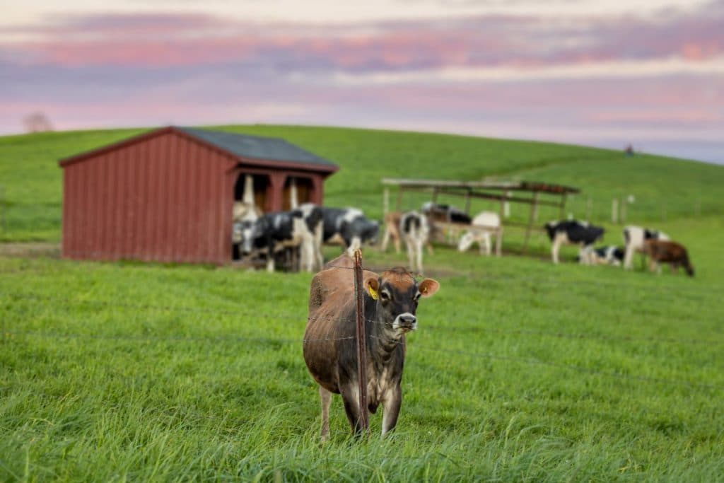 Farm-Specific Data Refines Milk Carbon Footprint Estimates