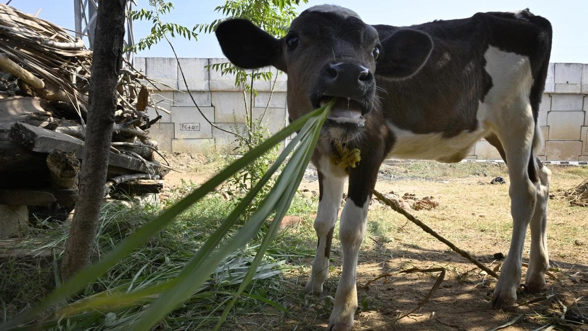 Karnataka Proposes Fodder Mini-Kits for Dairy Farmers