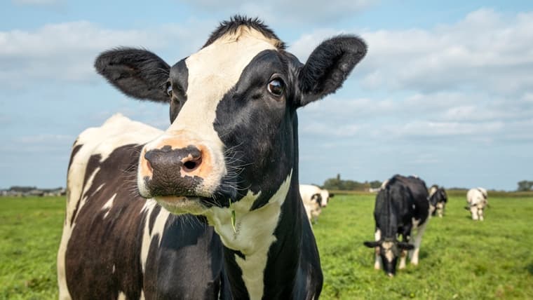Rabobank Sees Support for Global Dairy Prices