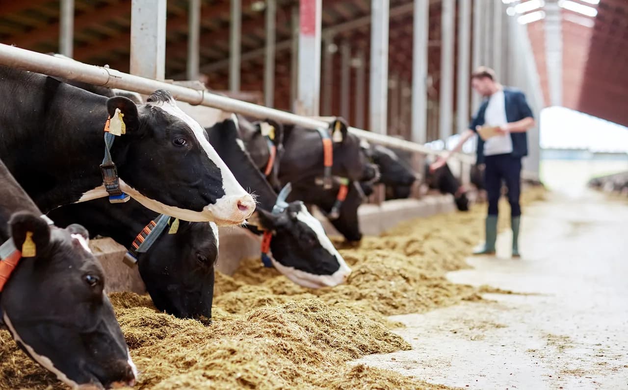 IFF Launches New Phytase Enzyme for Dairy Cattle
