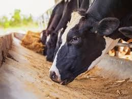 FrieslandCampina to Take Control of Ultrajaya in Indonesia
