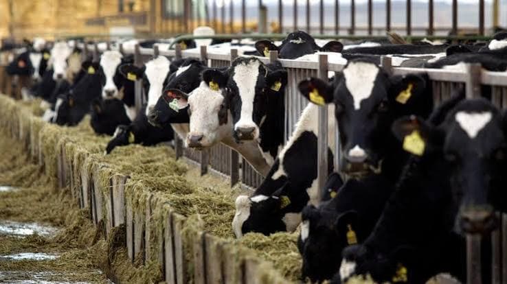Livestock Insurance Portal to Launch on September 28