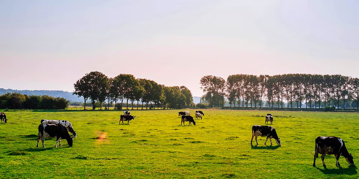 Ferrero and Arla Partner on Lower-Emission Dairy