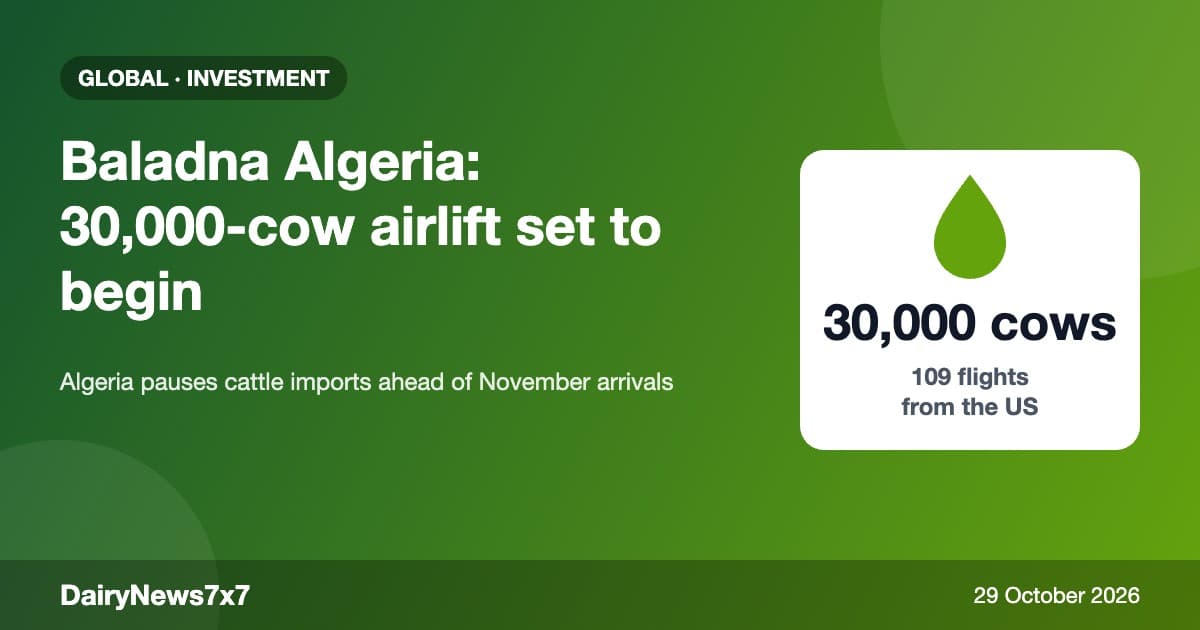 Baladna Algeria: Massive 30,000-Cow Airlift Set as Cattle Imports Paused