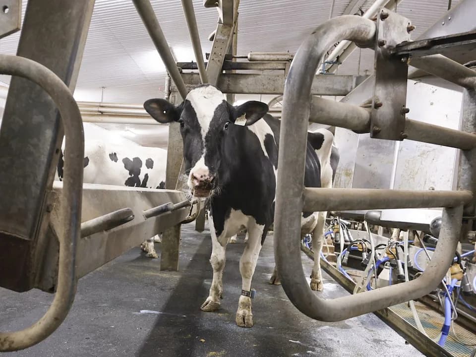 Canada’s Dairy Trade Faces Fresh Liberalisation Debate