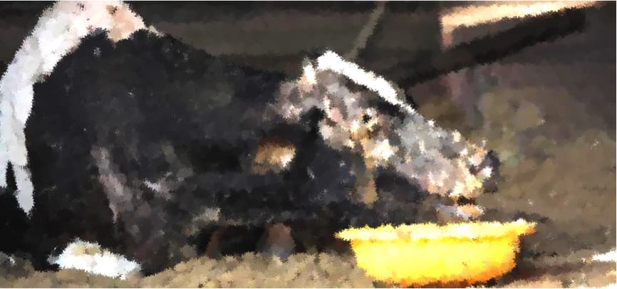 Lumpy Skin Disease:A livelihood crisis for India’s small dairy farmers