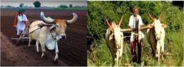 Why the Amul-Nandini Controversy Is Important