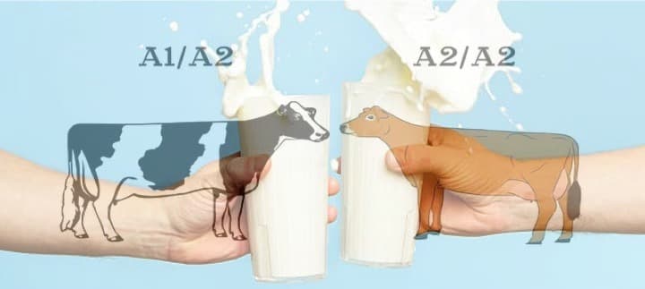 A1 & A2 Milk: What’s The Difference Between the Two?