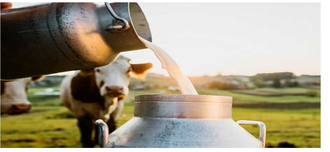 Rajasthan, MP outpace Gujarat in milk output value growth