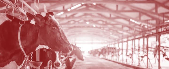 How China’s dairy industry is addressing climate change