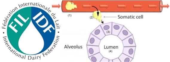 IDF bulletin on methods for determination of somatic cell count SCC in milk