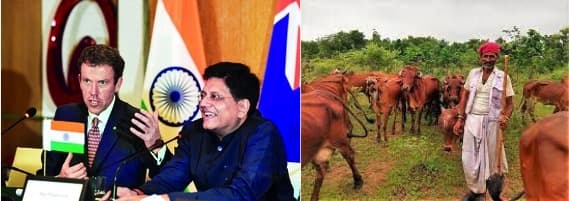 India-Aus CECA and the dairy saga: The dairy farmers needs protection