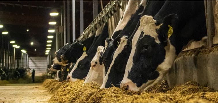 Is Technology the Answer to Dairy’s Sustainability Triple Threats?