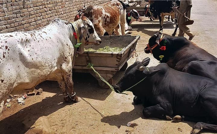 LSD variant in cows originates from India