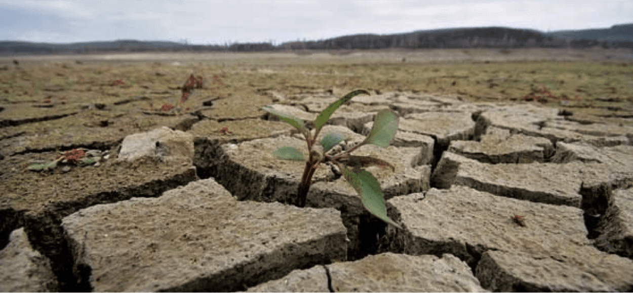 Russia may be on the brink of a raw milk deficit due to drought