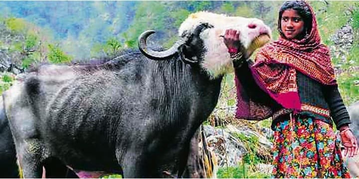 No govt support, Chamba’s Gujjars struggle to sell milk