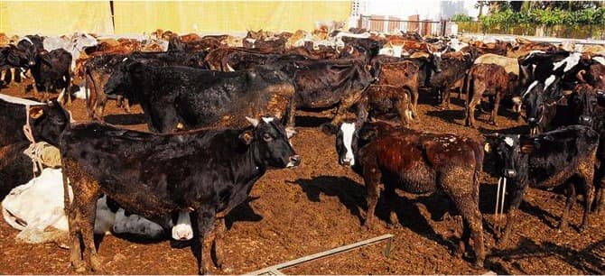 Punjab Pollution Board approval must for dairy farms, gaushalas