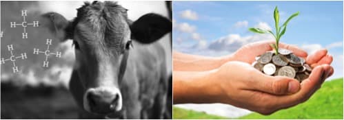 New Zealand’s plan to tax cow and sheep burps-FAQs