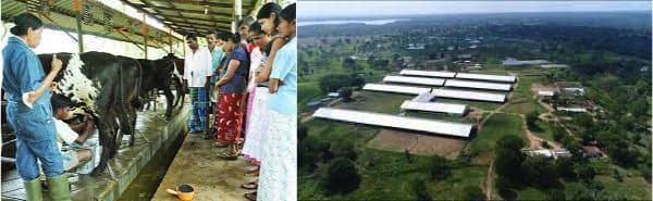 Amul to buy Sri Lankan dairy farms?