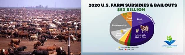 Meat and dairy gobble up farming subsidies worldwide