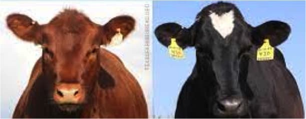 Dairy cattle’s welfare is worse than that of beef cattle