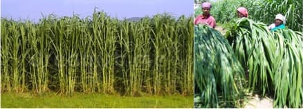 A solution to fodder shortage in dairy sector