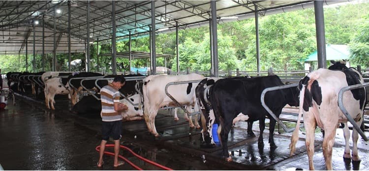 Dairy industry and the untapped potential in Bangladesh